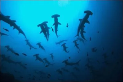 Ils ne sont pas plus idiots que les autres, pourtant on appelle ces requins ...