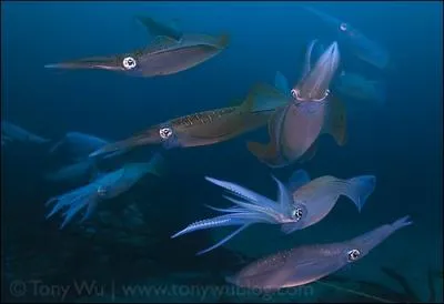 Les plus grosses espces peuvent attaquer un homme et le dchiqueter de leur bec !