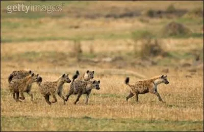 Dans la savane africaines, elles vivent en bandes, les femelles sont dominantes !