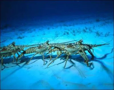 Le plus souvent, c'est la nuit qu'elles marchent en file indienne !