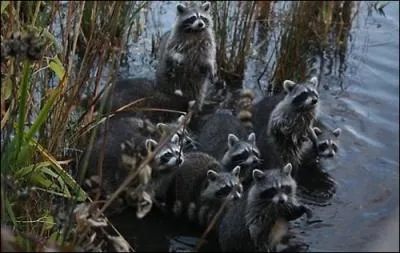 Ils passent pour tre propres, car ils lavent ce qu'ils mangent !
