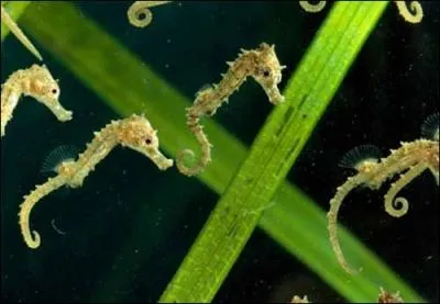 Ce sont bien des poissons, on les appelle des ...