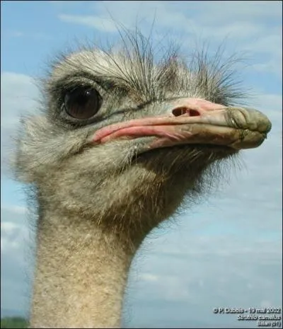 Il existe des courses d'autruches.