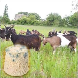 Petit fromage à base de lait de chèvre, à pâte blanche et molle à croûte naturelle, d'un poids moyen de 150 grammes de la région naturelle du Poitou ... .