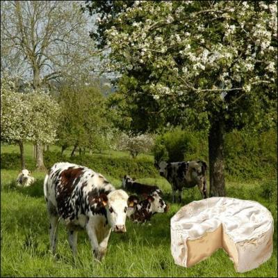 Fromage de lait cru de vache, à pâte molle légèrement salée et à croûte fleurie originaire du petit village normand où il aurait été fabriqué pour la première fois ... .