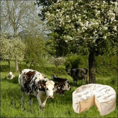 Fromage de lait cru de vache,  pte molle lgrement sale et  crote fleurie originaire du petit village normand o il aurait t fabriqu pour la premire fois ... .