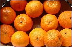 Vital Rodier, mieux connu sous le nom de Frre Clment, est  l'origine de la clmentine. Cette dernire est issue d'un croisement naturel entre deux agrumes. Lesquels ?