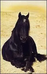 De quelle race est ce cheval ?