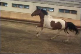 De quelle robe est ce cheval ?