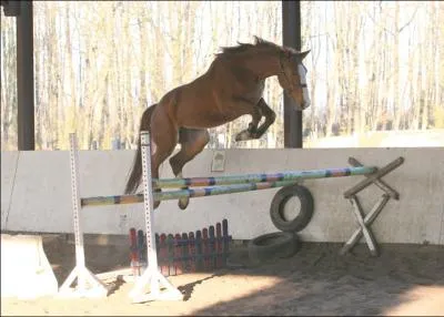 De quelle race s'agit-il ?