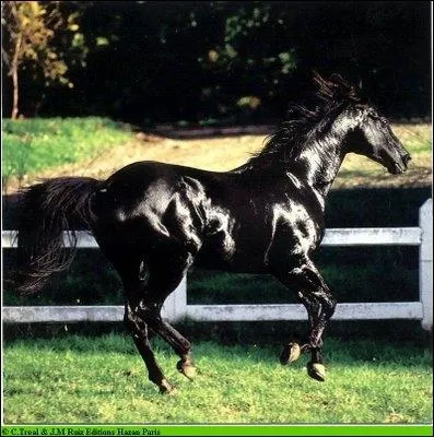 De quelle race est ce cheval ?