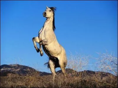 Comment savoir si le fer du cheval est en bon tat ?