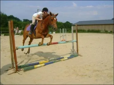 Comment appelle-t-on l'espce des chevaux ?