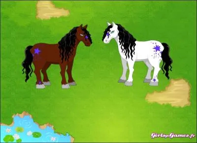 Les chevaux ont-ils des amis et des ennemis entre-eux ?