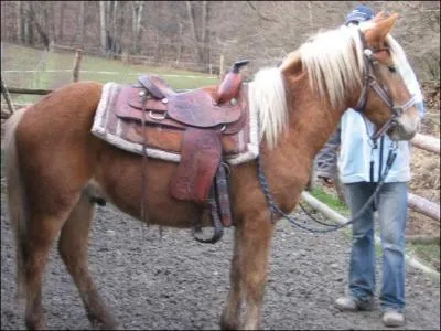Pourquoi brosse-t-on les chevaux ?