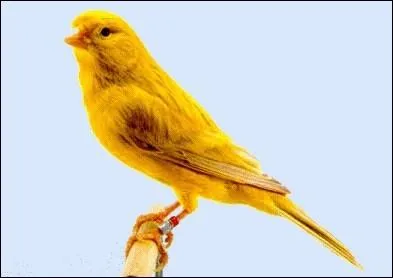 ''Conte Canari'' est devenu acteur après avoir fait une belle carrière dans le...