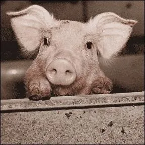 Au Canada, une jeune mre clibataire a tent d'appeler son nouveau-n cochonnet :