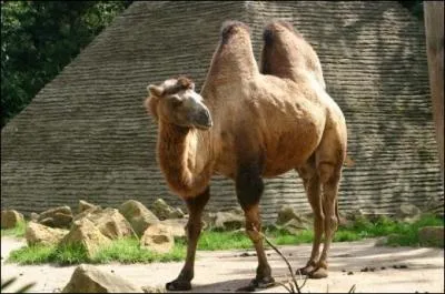 Le prnom Fatou est port par environ 2000 personnes en France et signifie en arabe : petite chamelle qui vient d'tre sevre.  :