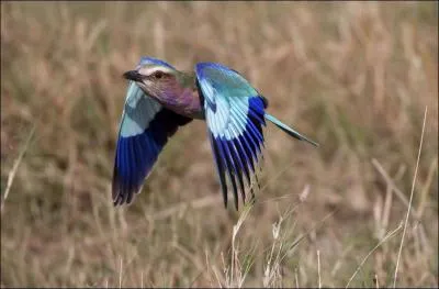 Le rollier est un joli oiseau bien de chez nous qui part en Afrique subsaharienne passer l'hiver. De qui est-ce un proche parent ?