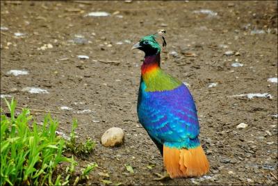 Cet oiseau aux couleurs éclatantes est un phasianidé qui habite la région de l'Himalaya :