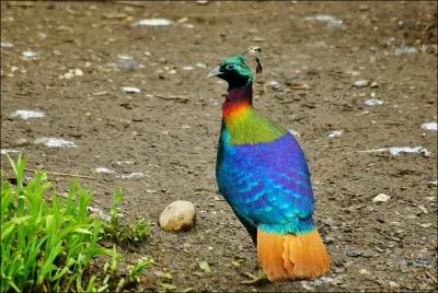 Cet oiseau aux couleurs clatantes est un phasianid qui habite la rgion de l'Himalaya :