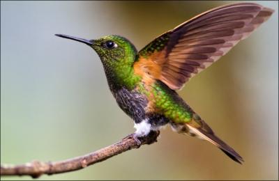 Le colibri ou oiseau mouche est le plus petit des oiseaux. Il est le seul oiseau capable de :