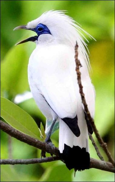 Ce passereau de l'ile indonésienne de Bali est parmi les oiseaux les plus rares, Quel est son nom ?