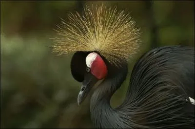 De quelle espce de grue est ce joli oiseau color ?