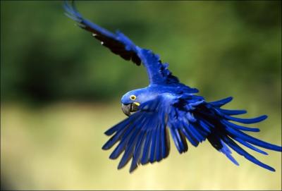 Quel est cet oiseau magnifique d'Amazonie ?