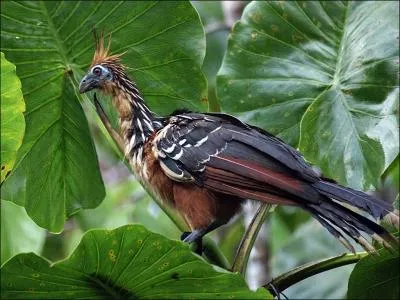 Considr comme l'oiseau vivant le plus primitif, quelle est la particularit de l'hoazin qui est un grand oiseau d'Amrique du Sud ?