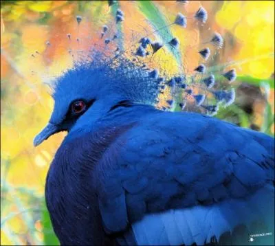 Quel est cet oiseau d'un bleu magnifique qui habite l'le de la Nouvelle-Guine ?