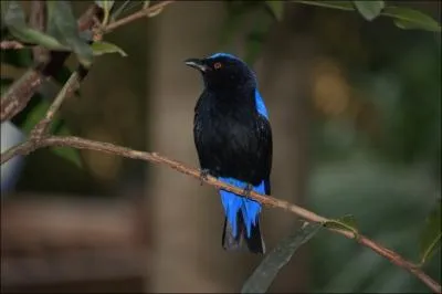 Par quel autre nom est connue l'Irne vierge, somptueux passereau du Sud-est asiatique ?
