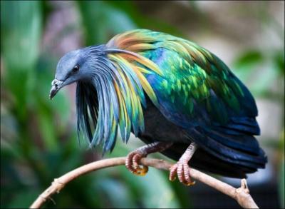 Ce bel oiseau vit dans un archipel de l'océan Indien; c'est le pigeon :