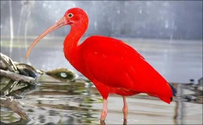 Quel est le nom de cet oiseau d'Amrique centrale, du Sud et des Carabes ?