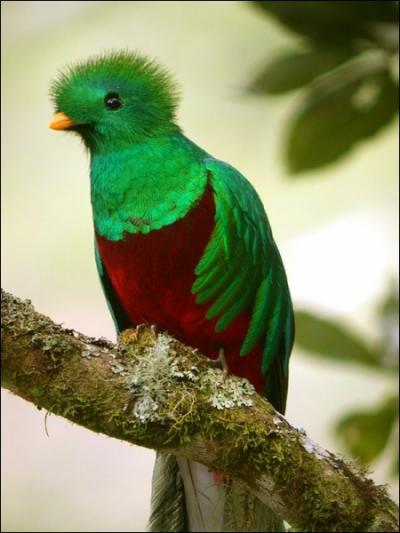Le nom de cet oiseau coloré est présent dans celui d'une divinité aztèque, quel est son nom ?