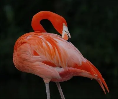 Tout le monde connat le flamant rose mais on connat beaucoup moins le flamant rouge. O habite-t-il ?