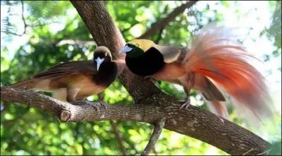 Ce clbre oiseau est un habitant endmique de la Papouasie-Nouvelle-Guine et comporte plusieurs espces toutes plus belles les unes que les autres. Qui est-ce ?