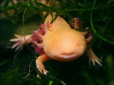 On commence  le voir dans les magasins spcialiss !