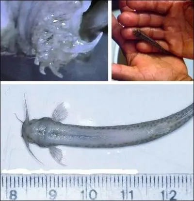 Comment se nomme cet trange animal ?