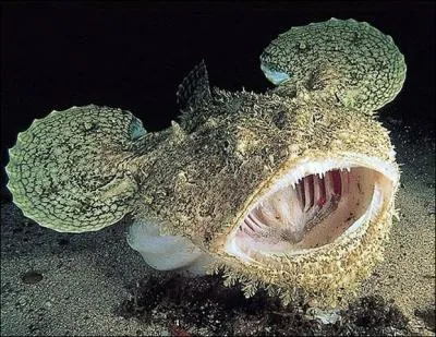 Comment se nomme cet trange animal ?