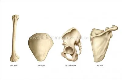 L'os  ulna  est la nouvelle appellation...