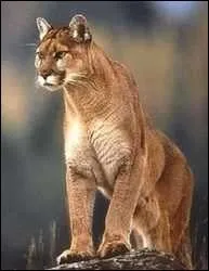 Quel est cet animal ?