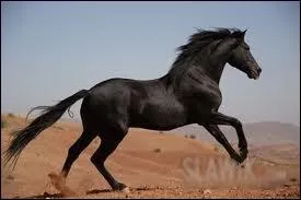 Quel est cet animal ?