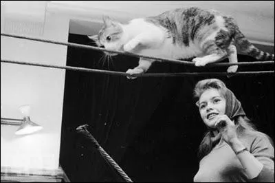 Une grande star franaise s'amuse ici de l'habilet incroyable de ce minet qui fait de l'quilibre sur corde. C'est ?