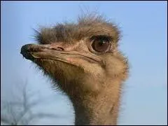 Chez l'autruche, quelle partie est la plus grosse entre son oeil et son cerveau ?