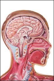 Cartilage de forme ovale plac  la partie suprieure du larynx, derrire la base de la langue, c'est :