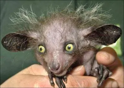 Animal, poupe, objets divers servant de porte-bonheur, c'est :