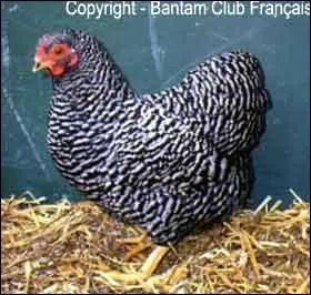 Poule provenant d'une race mixte amricaine reconnue depuis 1883 et importe en Europe depuis 1890, c'est :