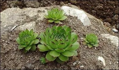 Cette plante peut-tre : des toits, des montagnes, du calcaire, de l'Atlas ou  toile d'araigne. C'est le/la...