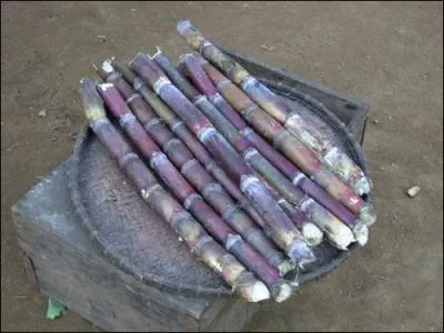 Quel alcool est directement li  cette plante, dont le jus se nomme Vesou, poussant en Martinique, en Guadeloupe, en Guyane et  La Runion ?